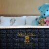 【Matelas 一眠堂】皇家植萃系列 x Classic Teddy特仕版床墊